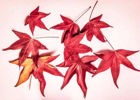 Red maple leaves on a white background. Concept, the arrival of autumn. Stock Photos