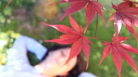 Red maple leaves in the wind and blurred girl laying on the grass in the back Stock Footage 129333381