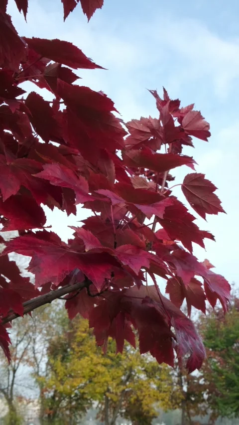 Red maple leaves in the wind, autumn time in the park Video stock 330911125