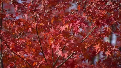 Red maple leaves with with wind condition. Video stock 71787651