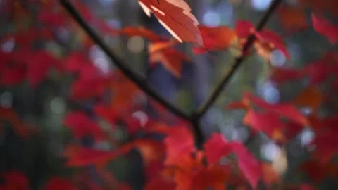 Red maple leaves on a young tree during autumn Stock Footage 289730190