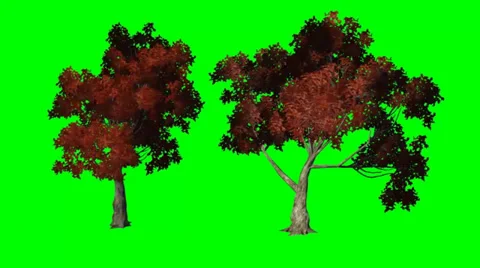 Red maple moves in wind  - green screen Stock Footage 33720691