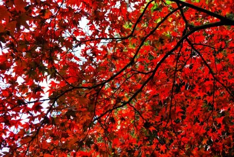 Red maple Stock Photos