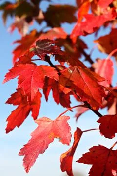 Red maple Stock Photos