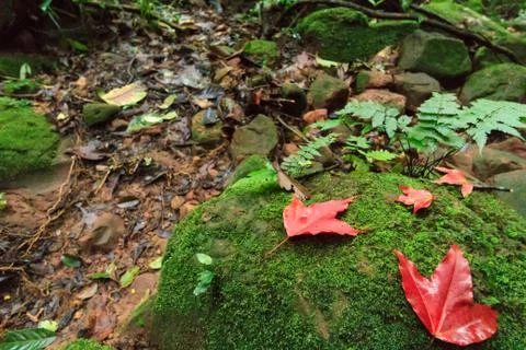 Red maple Stock Photos