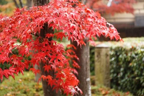 Red maple Stock Photos