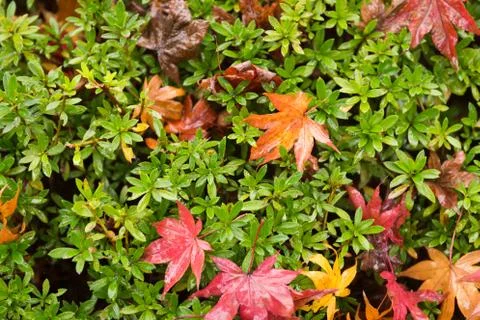 Red maple Stock Photos