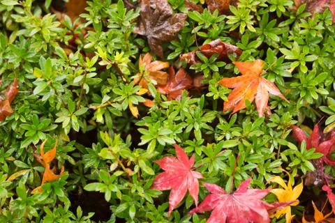 Red maple Stock Photos