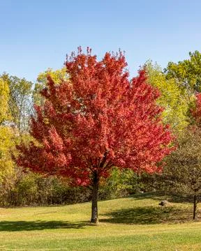 Red Maple Stock Photos