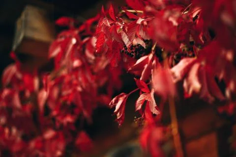 Red maple Stock Photos