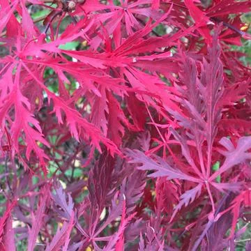 Red maple Foto stock