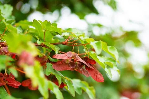 Red Maple Seed Pods Close Up Stock-Fotos