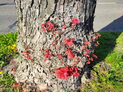 Red maple sprouts emerging from rough tree bark along the road Stockfoto's