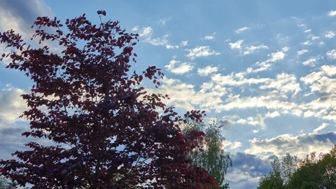 Red maple time lapse Video stock 108047003