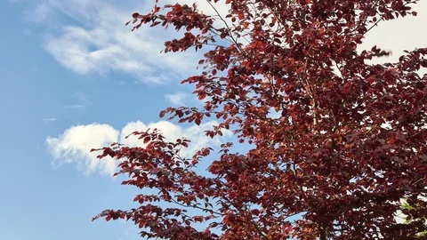 Red maple time lapse 스톡 동영상 108047321