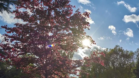 Red maple time lapse Video stock 108047361
