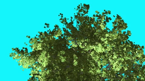 Red Maple Top of Crown Tree is Swaying at Strong Wind Green Tree Leaves Are Video stock 56700388