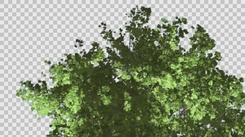 Red Maple Top of Tree Crown With Green Leaves is Swaying at Strong Wind in Stock Footage 56662031