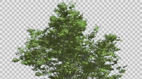 Red Maple Top of Tree Crown With Green Leaves is Swaying at the Wind in Summer Stock Footage 56662464