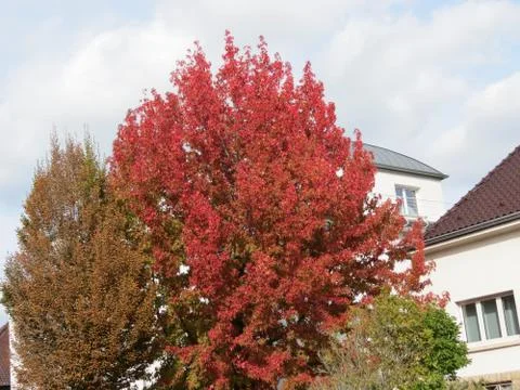 Red maple in town Stock Photos