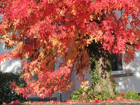 Red maple in town Foto stock