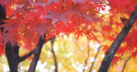 Red Maple tree (Acer rubrum) Leaves in Fall. Stock Footage 154564965