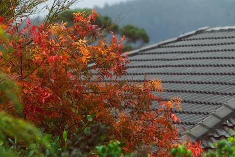 Red maple tree and Australian callistemon plant outdoor shot at shallow depth Stock Photos