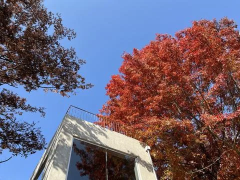 Red maple tree and blue sky. Stock Photos