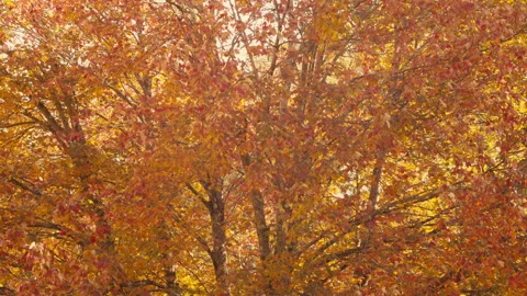 Red maple tree in autumn forest, New England (4K) Stock Footage 276701006