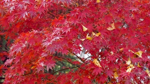 A red maple tree in the autumn park Stock Footage 153473869