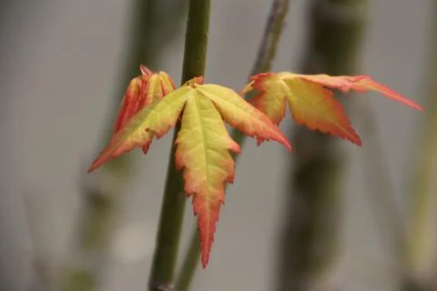 Red maple tree in autumn Stock Photos