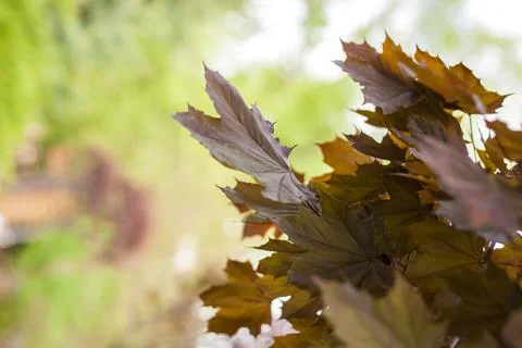 A red maple tree on a background of bright green. The foliage of the red mapl Stock Photos