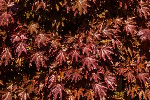 Red Maple tree background with sun on a beautiful sunny Autumn day with rays Foto stock