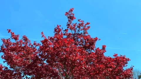 Red maple tree blowing against a blue sky with copy space Stock Footage 105972101