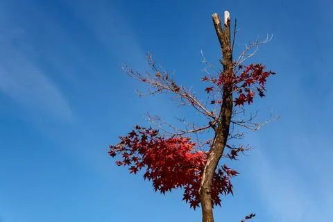 Red Maple Tree Branch Against Clear Blue Sky with Copy Space Photos