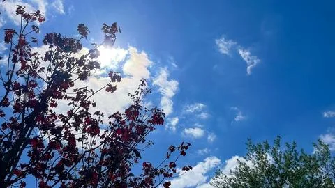 Red maple tree branches against a bright blue sky with white clouds Stock Photos