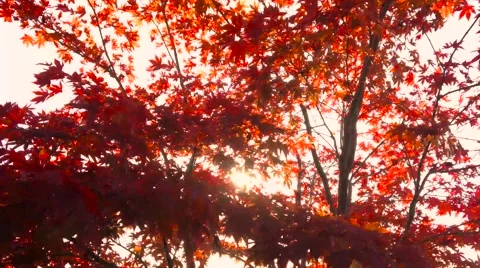 Red Maple Tree in Fall Stock Footage 56224512