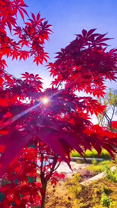 Red Maple Tree Foliage Blazing Under Blue Sky Sunbeams Sparkling Through Le.. Video stock 320292333