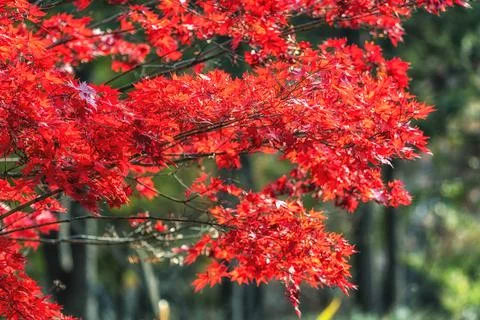 Red maple tree foliage Stock Photos