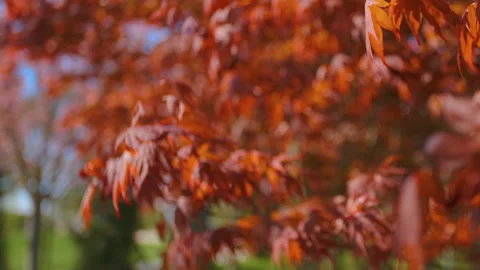 Red maple tree foliage under sunlight background. Red Sunset tree Stock Footage 106926357