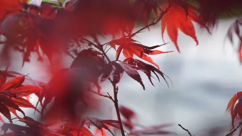 Red maple tree foliage under sunlight background. Red Sunset tree Stock Footage 106996702