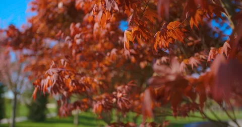 Red maple tree foliage under sunlight background. Red Sunset tree Stock Footage 107517847
