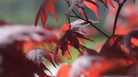 Red maple tree foliage under sunlight background. Red Sunset tree Stock Footage 107593246