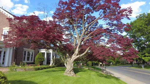 Red maple tree Stock Footage 158817324