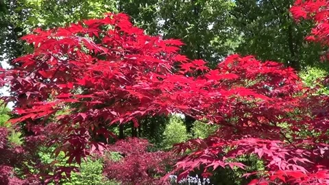 Red maple tree Stockbeeldmateriaal 334865055
