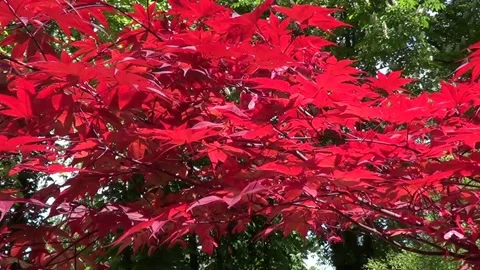 Red maple tree Stock-Footage 338117565