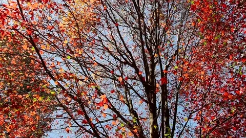 Red maple tree in forest in fall season, Beautiful autumn background. Stock-Footage 331922237