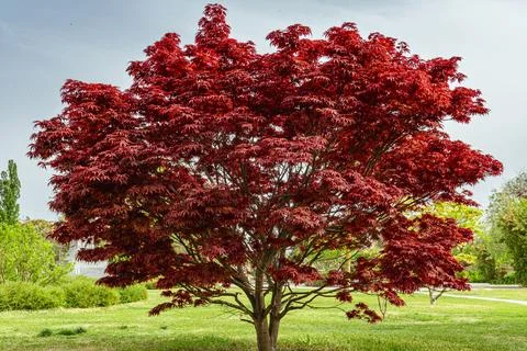 Red Maple Tree in Full Bloom in a Green Park Stock Photos