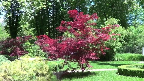 Red maple tree in garden 動画素材 334865153