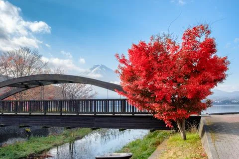 Red maple tree heart shape with fuji-san mountain in kawaguchiko Stock Photos
